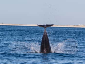 Olhão: Observación de delfines