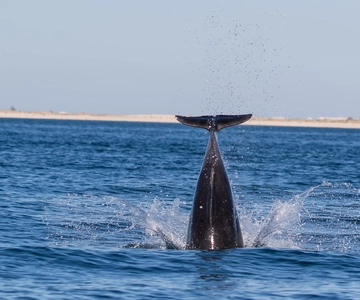 Olhão: Dolphin Observation