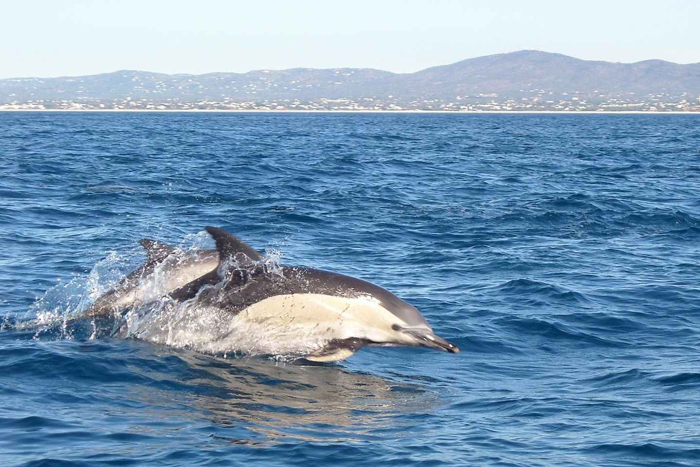 Olhão: Dolphin Observation
