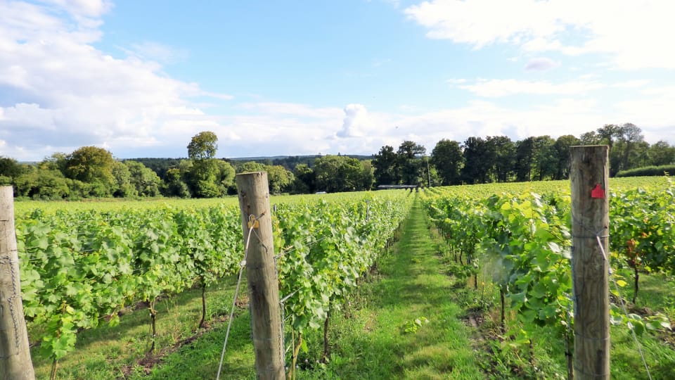 Full-day English wine tour from London