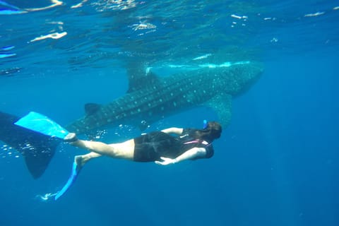 Riviera Maya: Full-Day Whale Shark Encounter