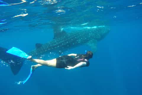 Riviera Maya: Encuentro de tiburón ballena