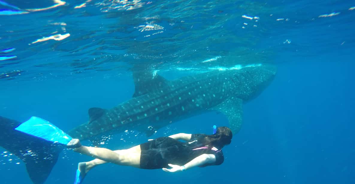 Riviera Maya: Whale Shark Encounter