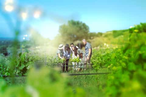 Chania: Private Wine, Food and Art Adventure Tour