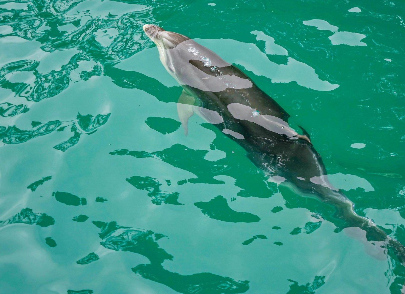 Krydstogt i Marlborough Sounds og Ship Cove fra Picton