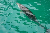 Marlborough Sounds y Ship Cove Cruise desde Picton - Housity