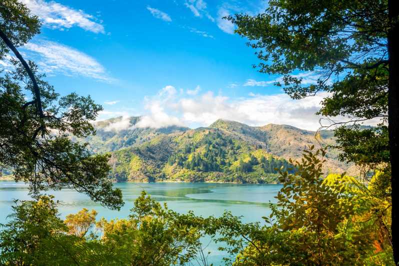 Queen Charlotte Track: Cruise & Self-Guided Hike from Picton