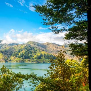 Queen Charlotte Track: Cruise & Self-Guided Hike from Picton