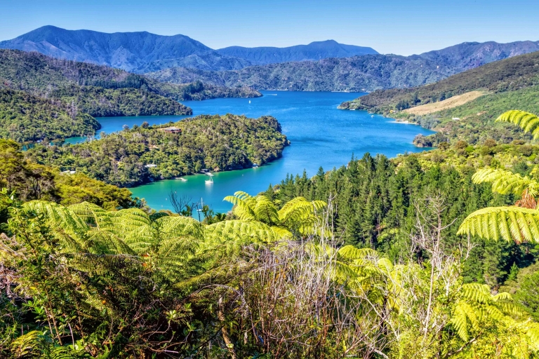 Queen Charlotte Track: Cruise & Self-Guided Hike from Picton Self-Guided 12.7km Walk: Furneaux Lodge to Punga Cove Resort