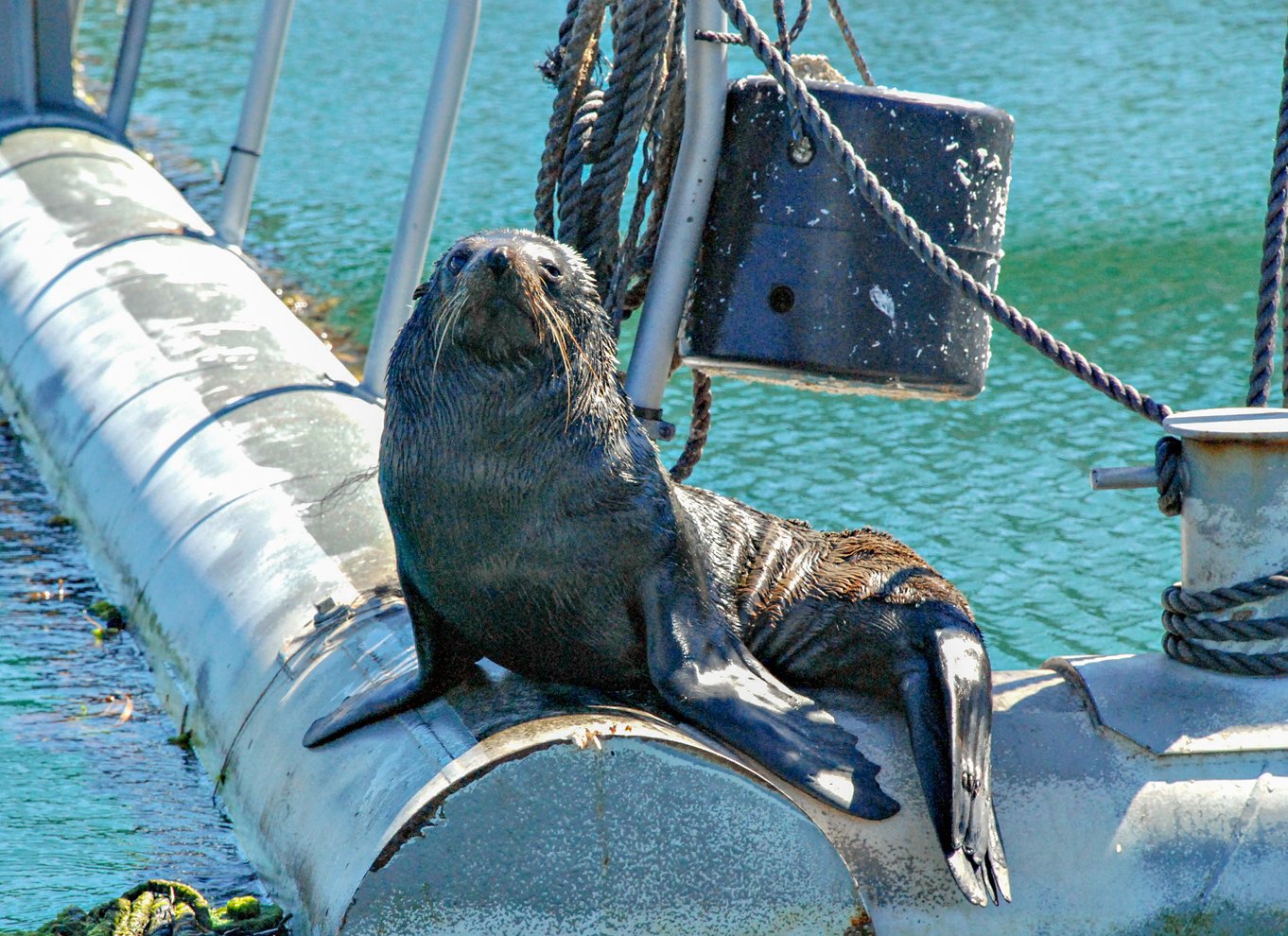 Krydstogt i Marlborough Sounds og Ship Cove fra Picton