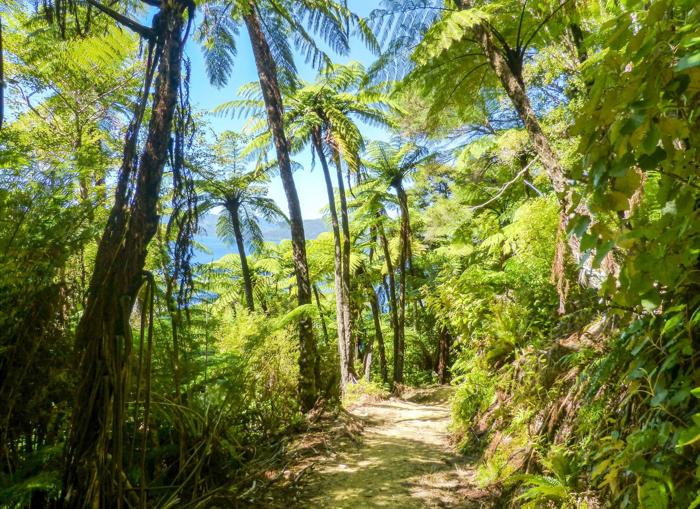 Queen Charlotte Track: Krydstogt og selvguidet vandretur fra Picton