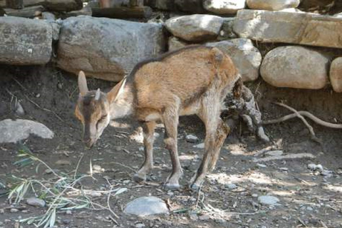 From Chania/Rethymno: Samaria Gorge Easy WayFrom Chania: Easy Way Samaria Gorge