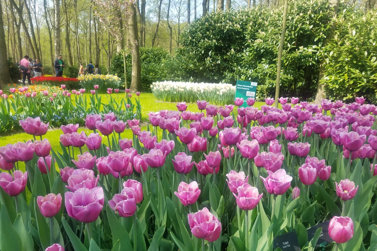 Au départ d'Amsterdam : Visite des tulipes à Keukenhof et visite de la ville de Delft