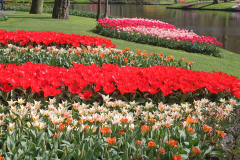 From Amsterdam: Tulip Tour Keukenhof & City Tour Delft