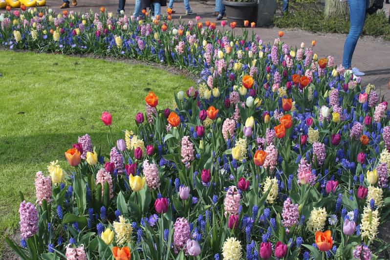 Von Amsterdam aus Tulpentour Keukenhof & Stadtführung Delft GetYourGuide