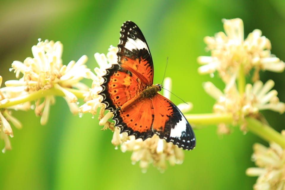 Australian Butterfly Sanctuary | GetYourGuide