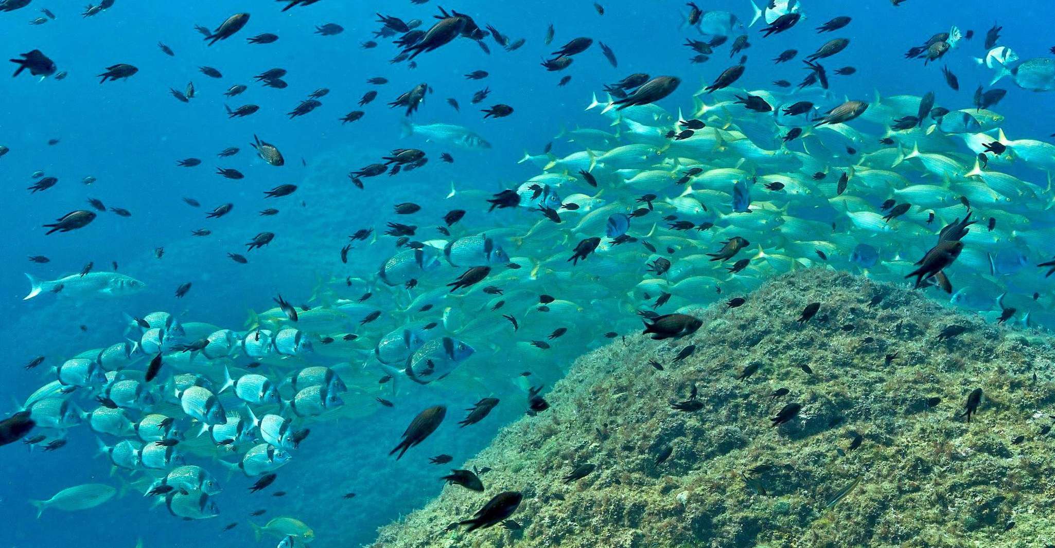 Desde L'Estartit, viaje de snorkel a las Islas Medes - Housity