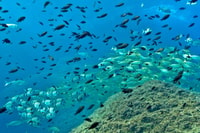 Desde L'Estartit, viaje de snorkel a las Islas Medes - Housity