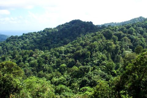 St.Lucia: aventura no dossel da floresta tropical