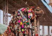 Holy Pushkar and Ajmer Trails (Guided Full Day Tour) - Housity