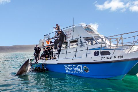 Gansbaai: Shark Cage Dive and Onboard Viewing