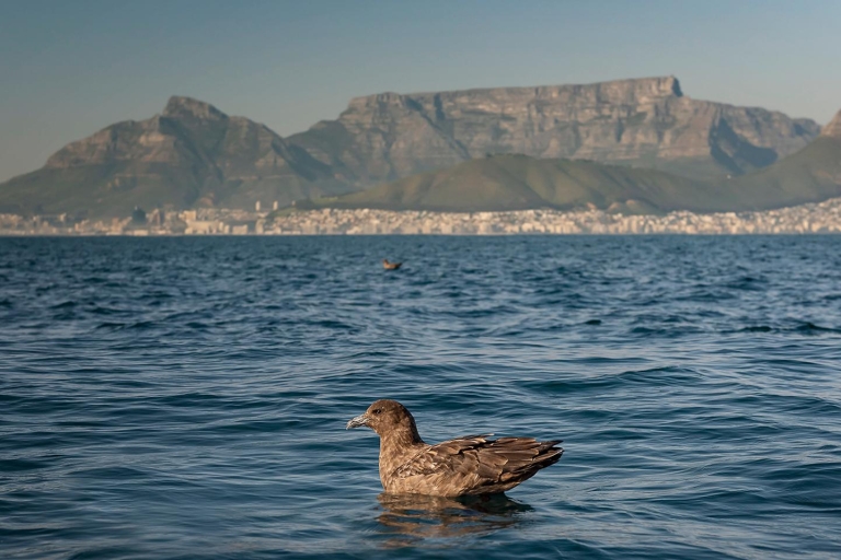 Kapstadt: Meerestier-Tour ab V&A WaterfrontKapstadt: Meerestier-Tour in der Bucht ohne Transfer