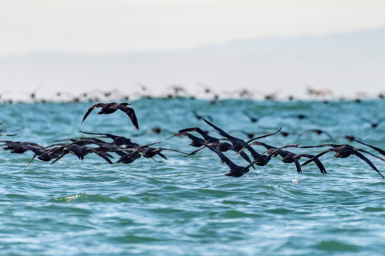 Kaapstad: zeedierenexcursie vanaf het V&A WaterfrontKaapstad: zeedierenexcursie in de baai zonder vervoer