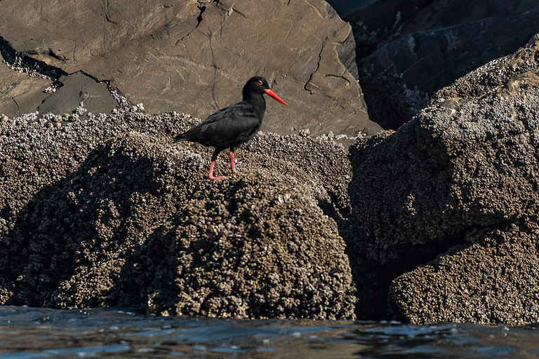 Kaapstad: zeedierenexcursie vanaf het V&A WaterfrontKaapstad: zeedierenexcursie in de baai zonder vervoer