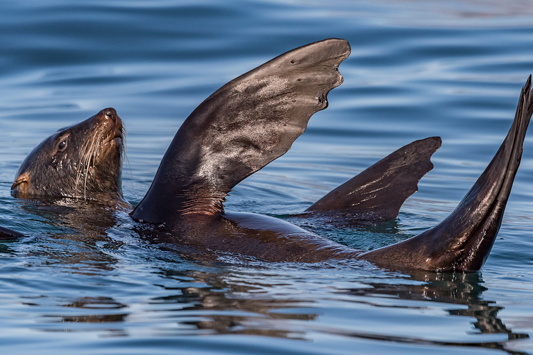 Cape Town: Marine Wildlife Tour z V&A WaterfrontCape Town: Marine Wildlife Tour w zatoce bez transferu