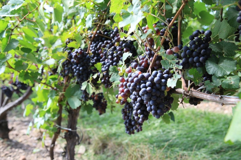 Ruta del Prosecco: Excursión de un día completo y cata de vinosTour en inglés