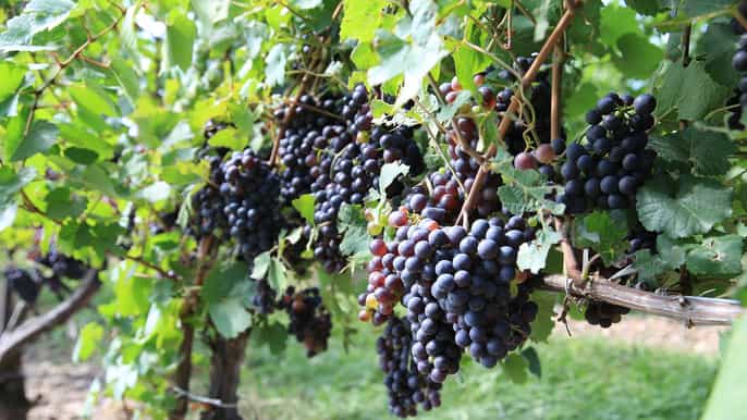 prosecco road tour di unintera giornata e degustazione di vini