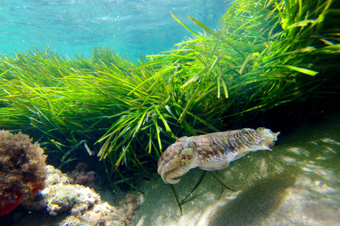 Cabo de Gata: Kajak- och snorkelutflykt i naturpark