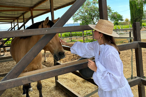 Sambia: Halbtägige Reitsafari + Mittagessen