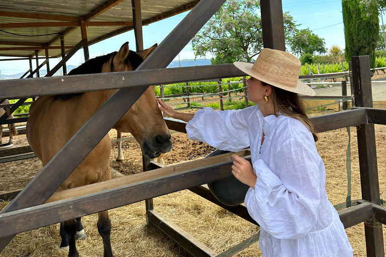Sambia: Halbtägige Reitsafari + Mittagessen