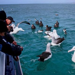 Kaikoura: 2.5-hour Albatross Encounter and Wildlife Cruise