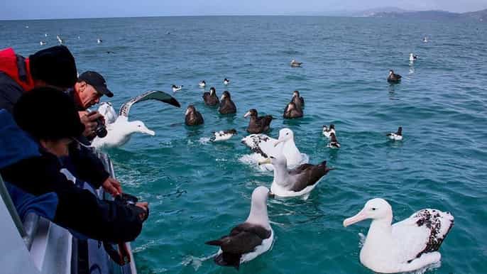 kaikoura 2.5hour albatross encounter and wildlife cruise