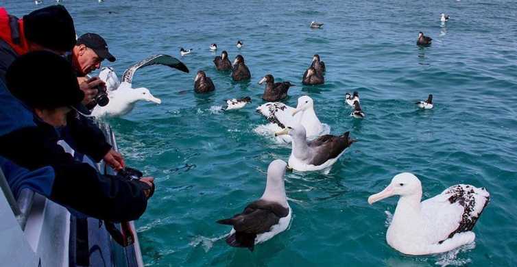 Kaikoura 2.5 hour Albatross Encounter and Wildlife Cruise GetYourGuide