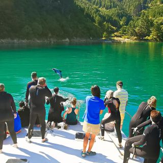Picton: Dolphin Watching & Island Wildlife Sanctuary Cruise