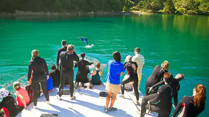 picton dolphin watching island wildlife sanctuary cruise