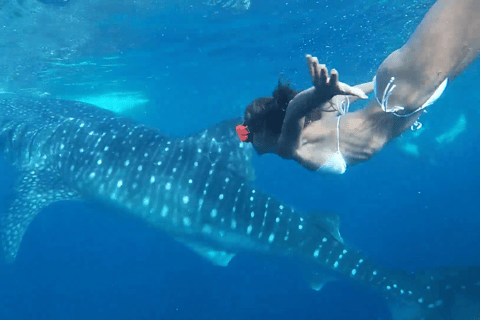 Cebu: Tour di gruppo di Oslob Whaleshark e Canyoneering con pranzo