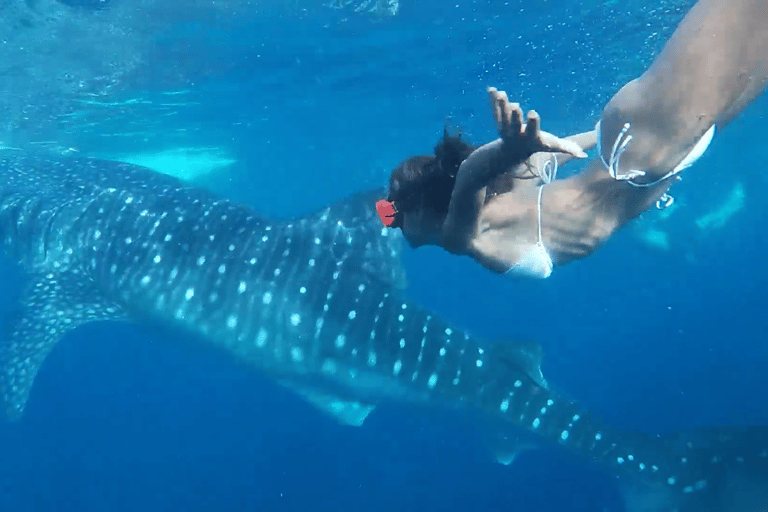 Cebu: Oslob Whaleshark & Canyoneering Group Tour with Lunch