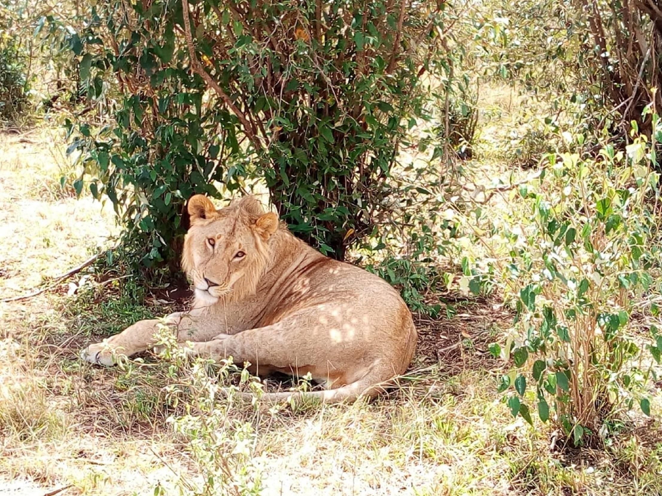 Dar el Salam: Ganztägige Mikumi-Nationalpark-Tour
