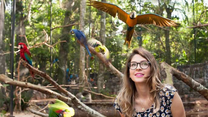 foz do iguaçu bird park tour with tickets