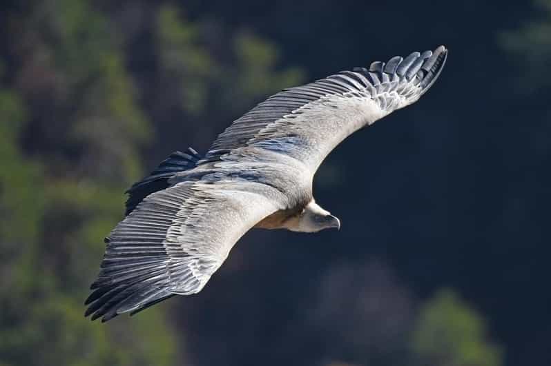 Gorges du Verdon : rencontre avec les vautours