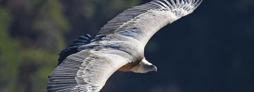 Gorges du Verdon : rencontre avec les vautours