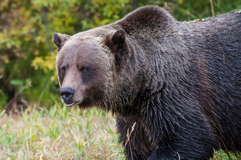 Banff: Grizzly Bear Refuge Tour with Lunch