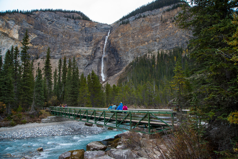 Vanuit Banff: excursie Grizzly Bear Refuge met lunch