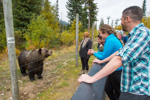 Vanuit Banff: excursie Grizzly Bear Refuge met lunch