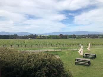 Excursão de autocarro às adegas da Península Mornington com almoço e vinho
