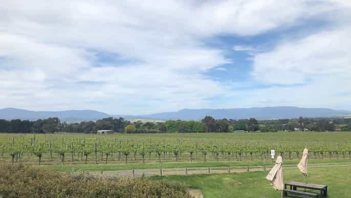 mornington peninsula winery bus tour with lunch wine